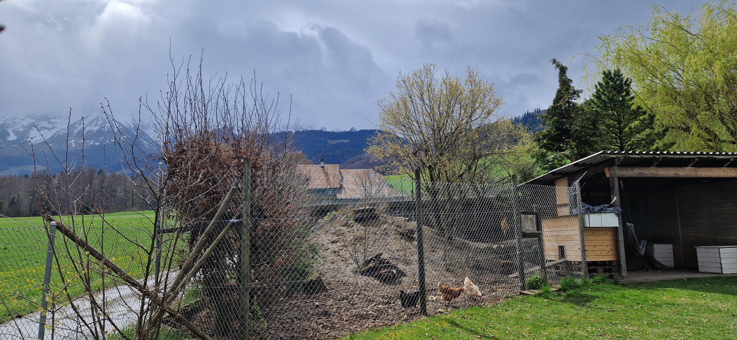 Im Frühling bereichern unsere Hühner/Tiere unser schöner Garten