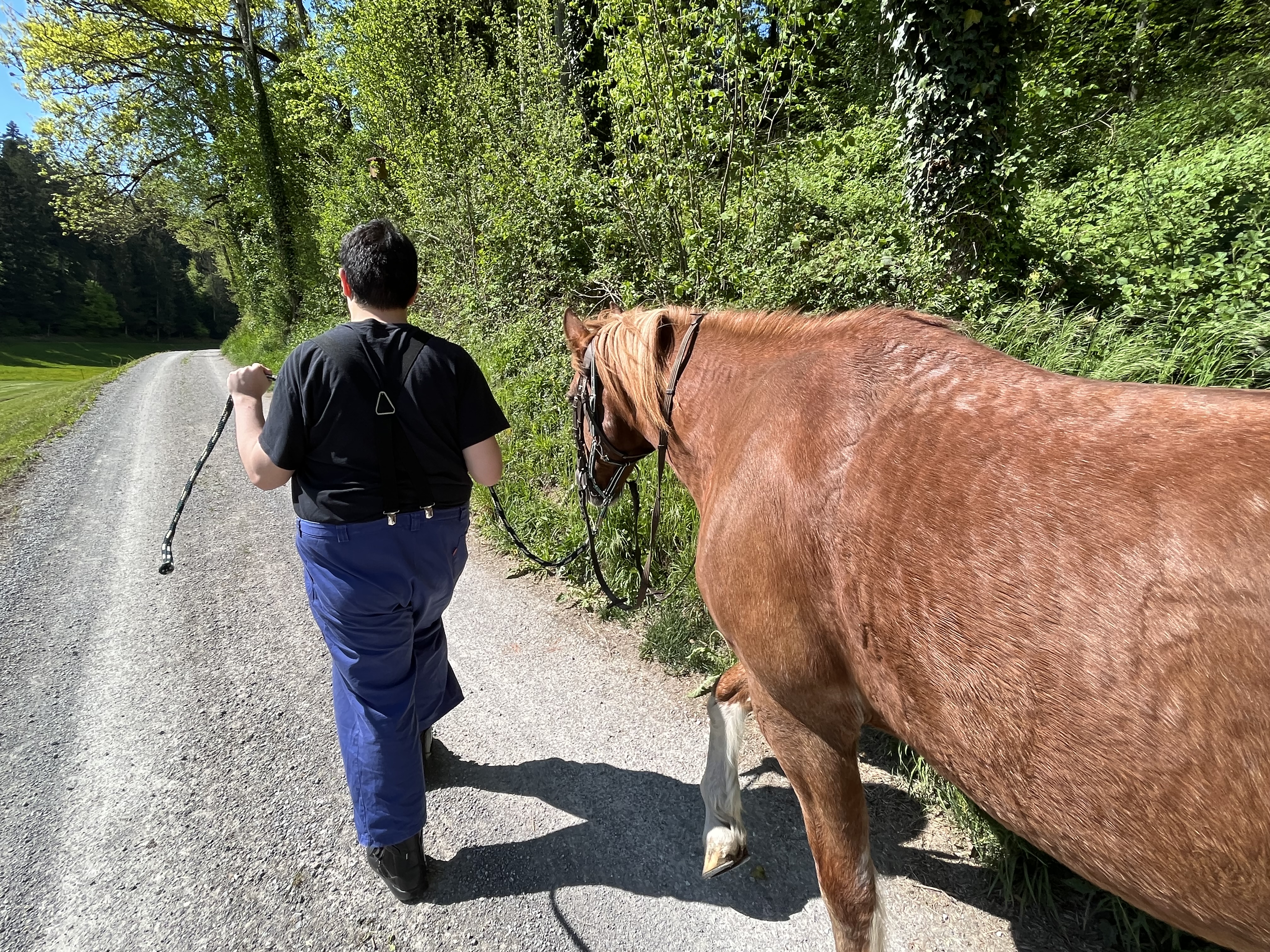 Heilpädagogisches Reiten im Wohnen und Arbeiten