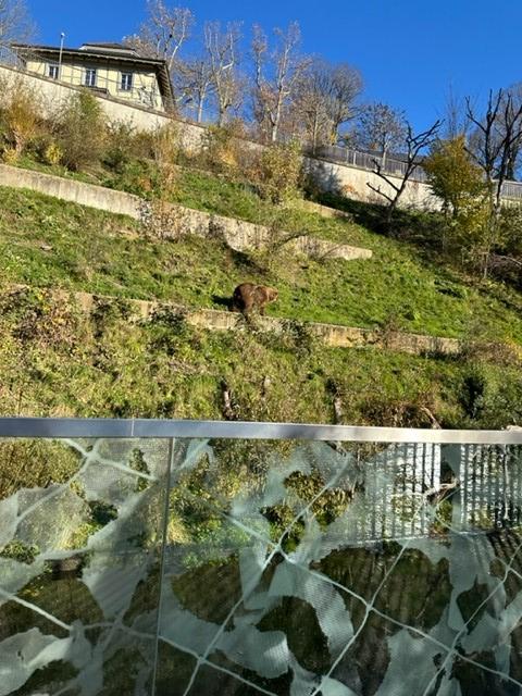Ausflug in den Bärenpark